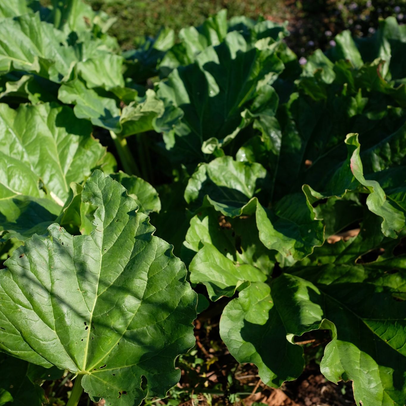 Rhubarbe 'Queen Victoria'