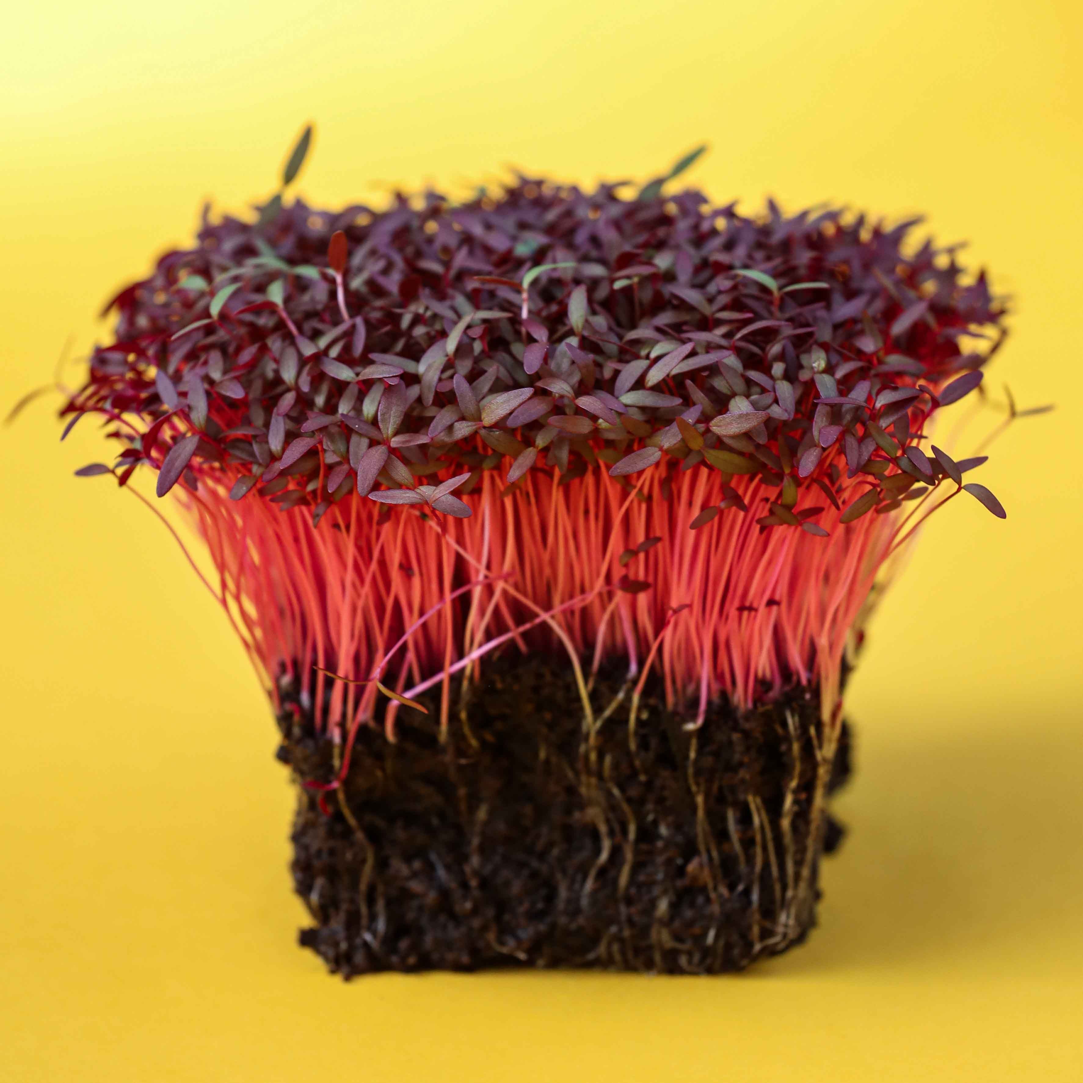 Micro-pousses AMARANTHE