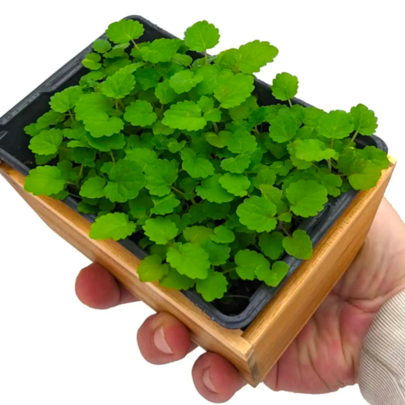 Micro-Pousse Agastache