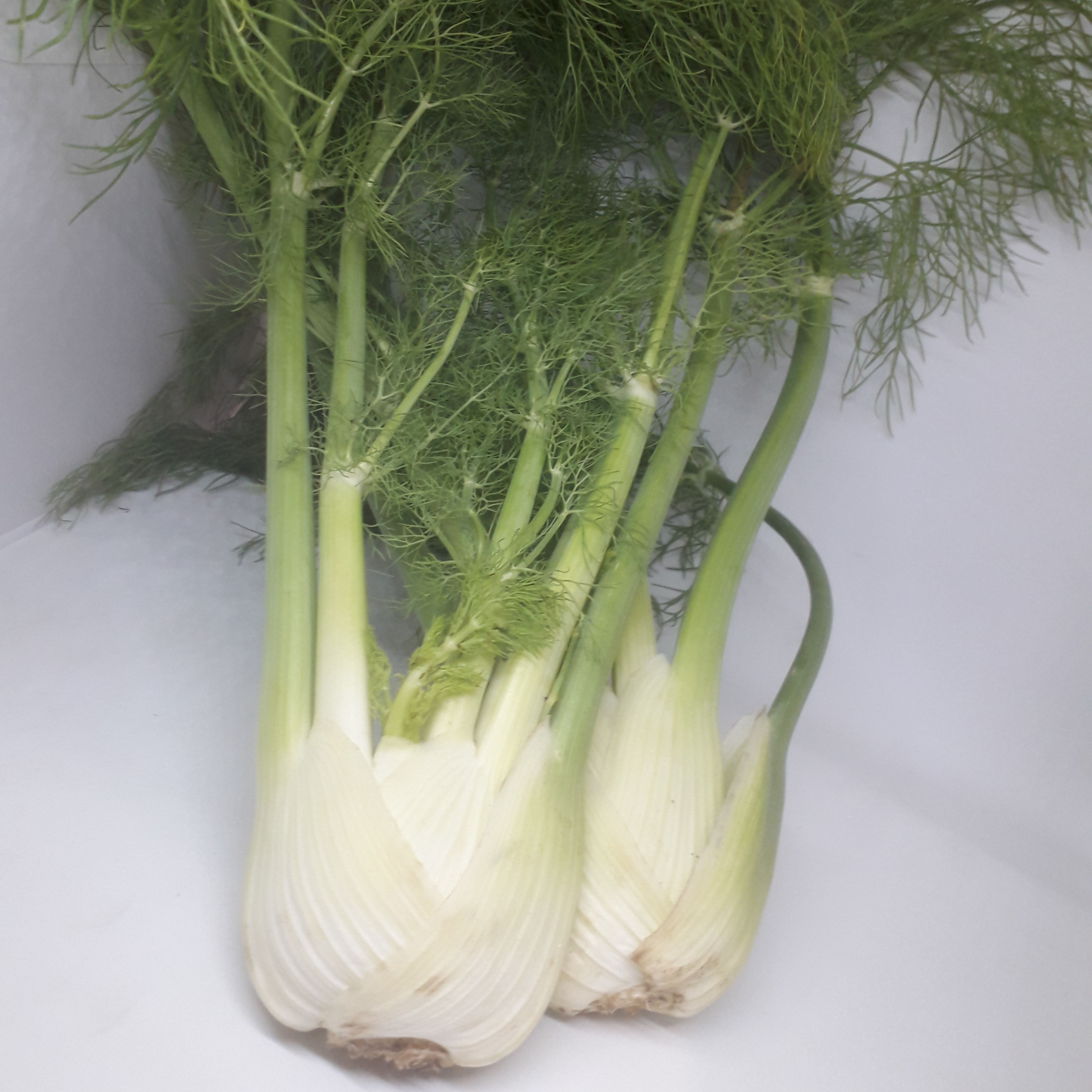 fenouil (sans plumet)