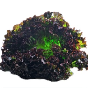 Salade Batavia Rouge