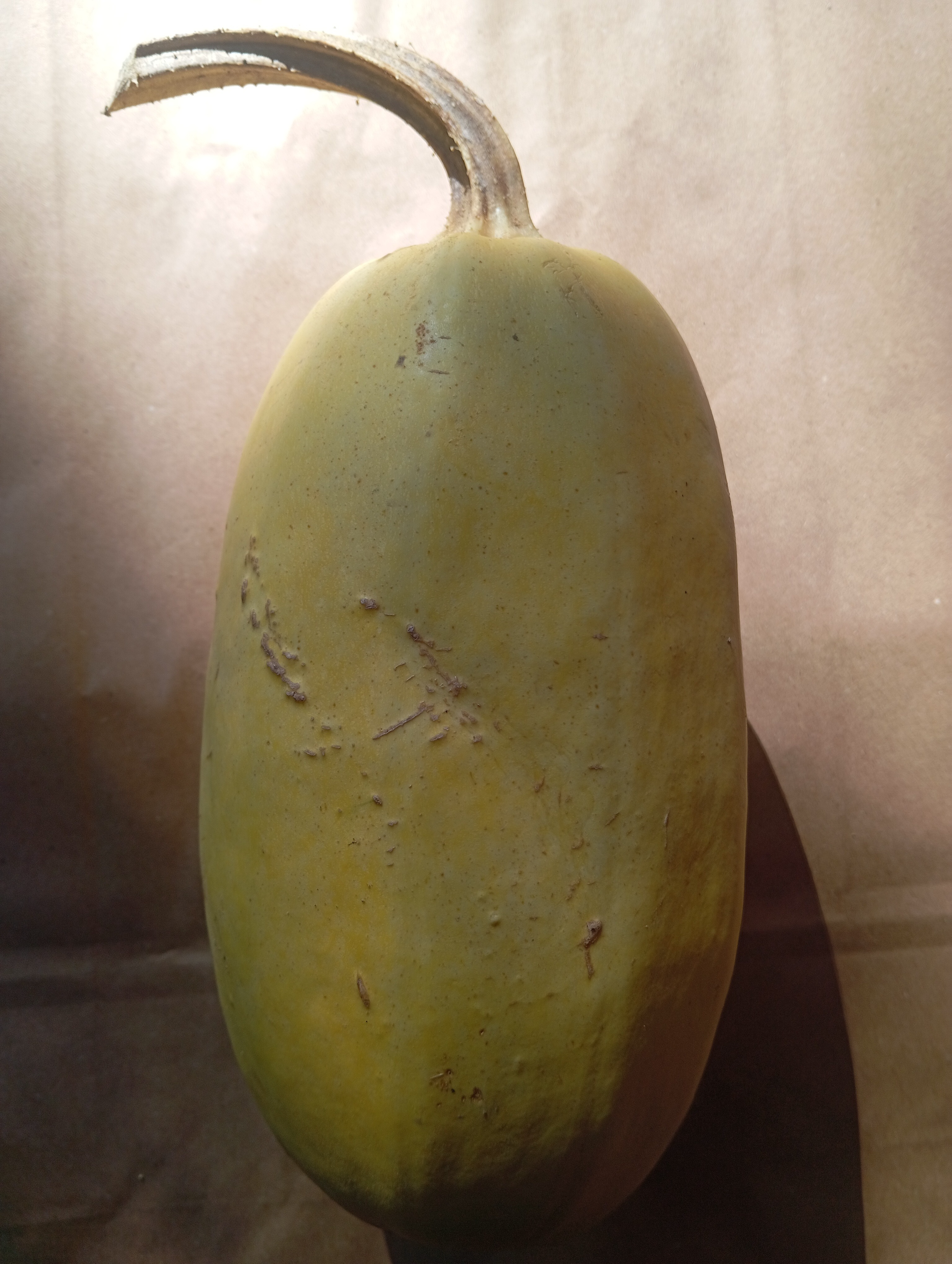 Courge spaghetti