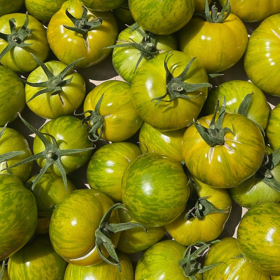 Tomate ancienne type "Green Zebra"