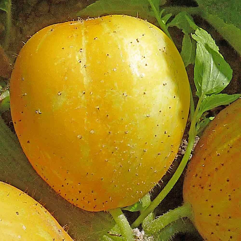 CITRON