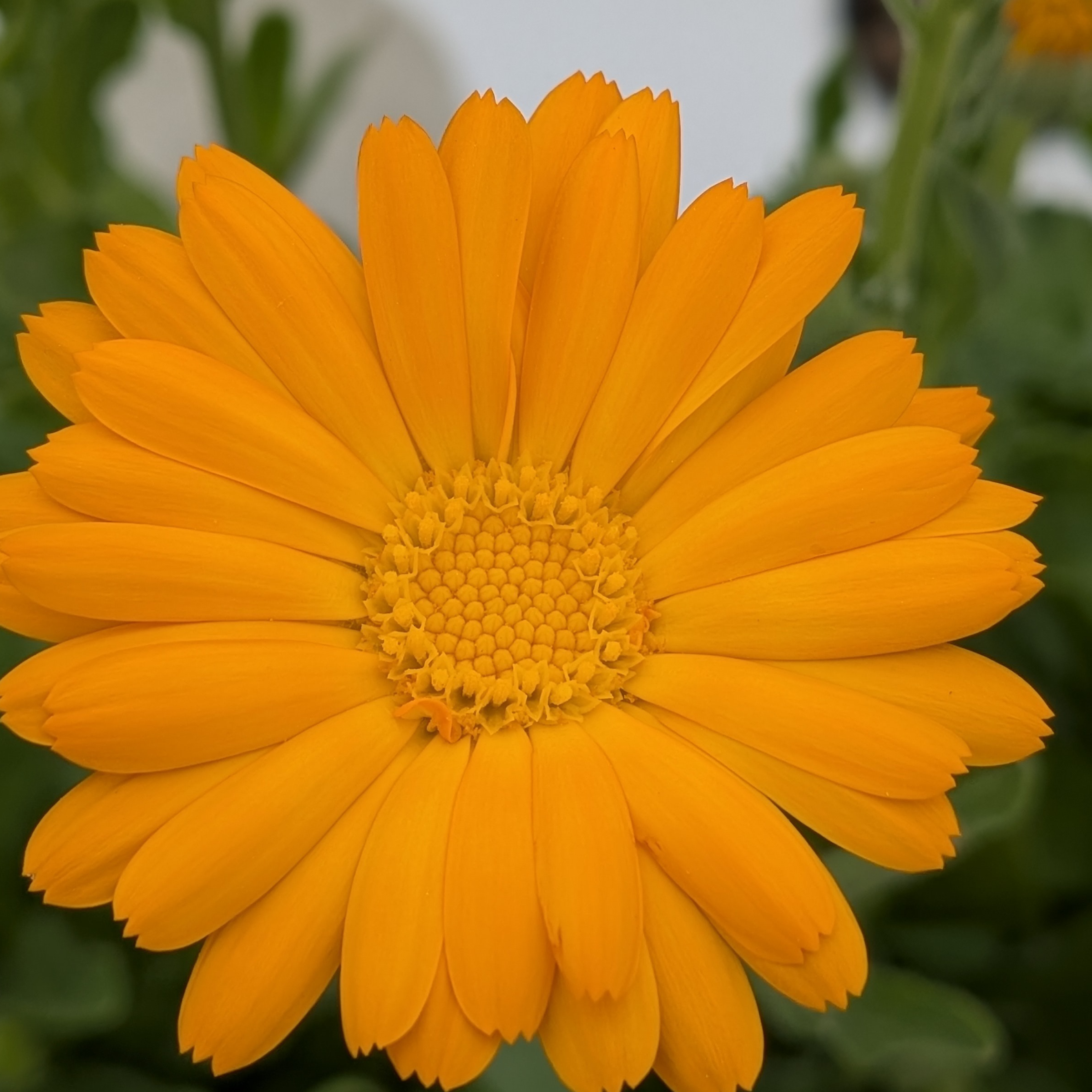 Fleurs de souci