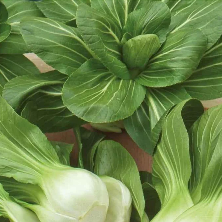 Chou Chinois Pak Choï green