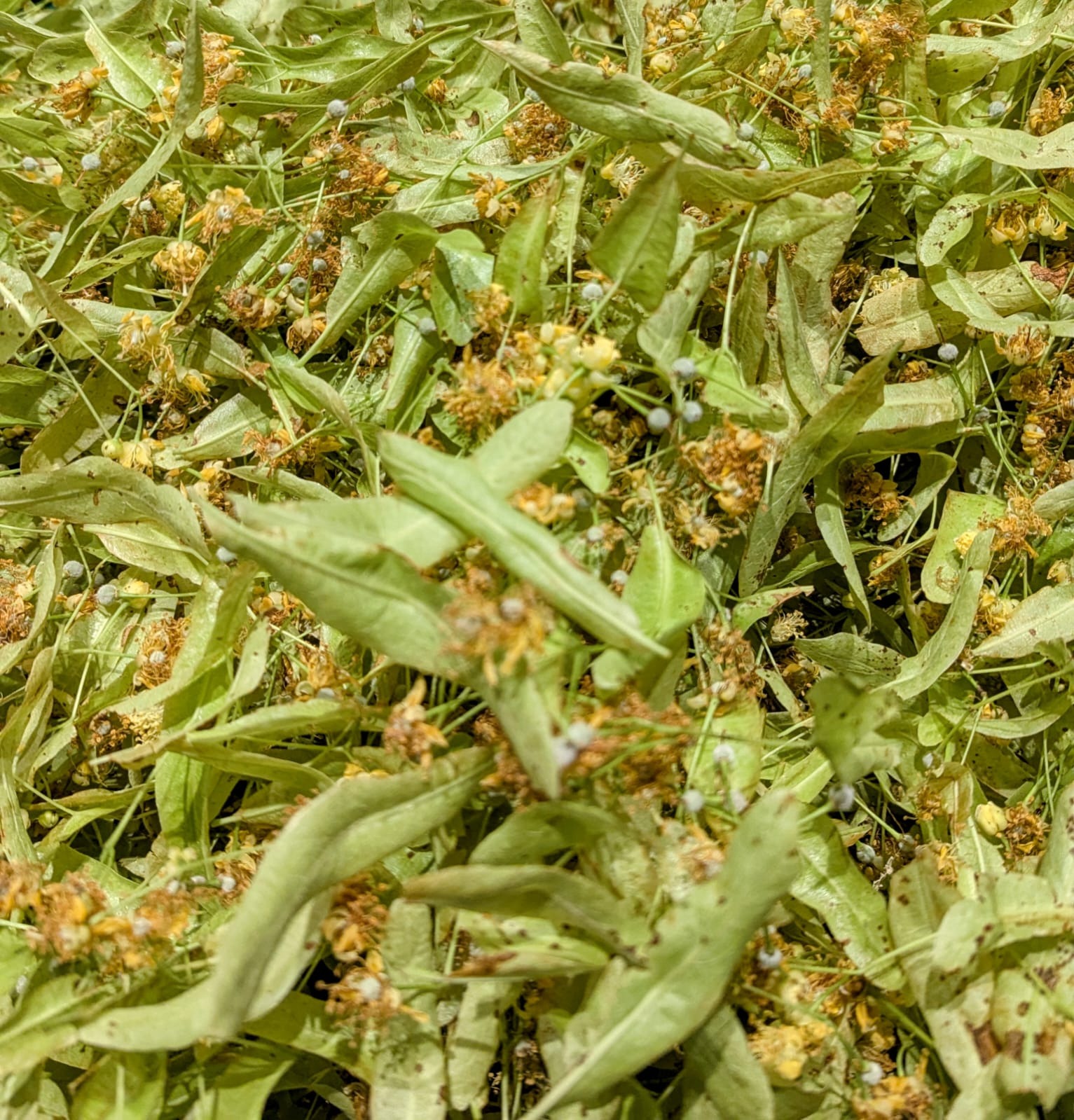 Tilleul fleurs entières séchées (vrac)