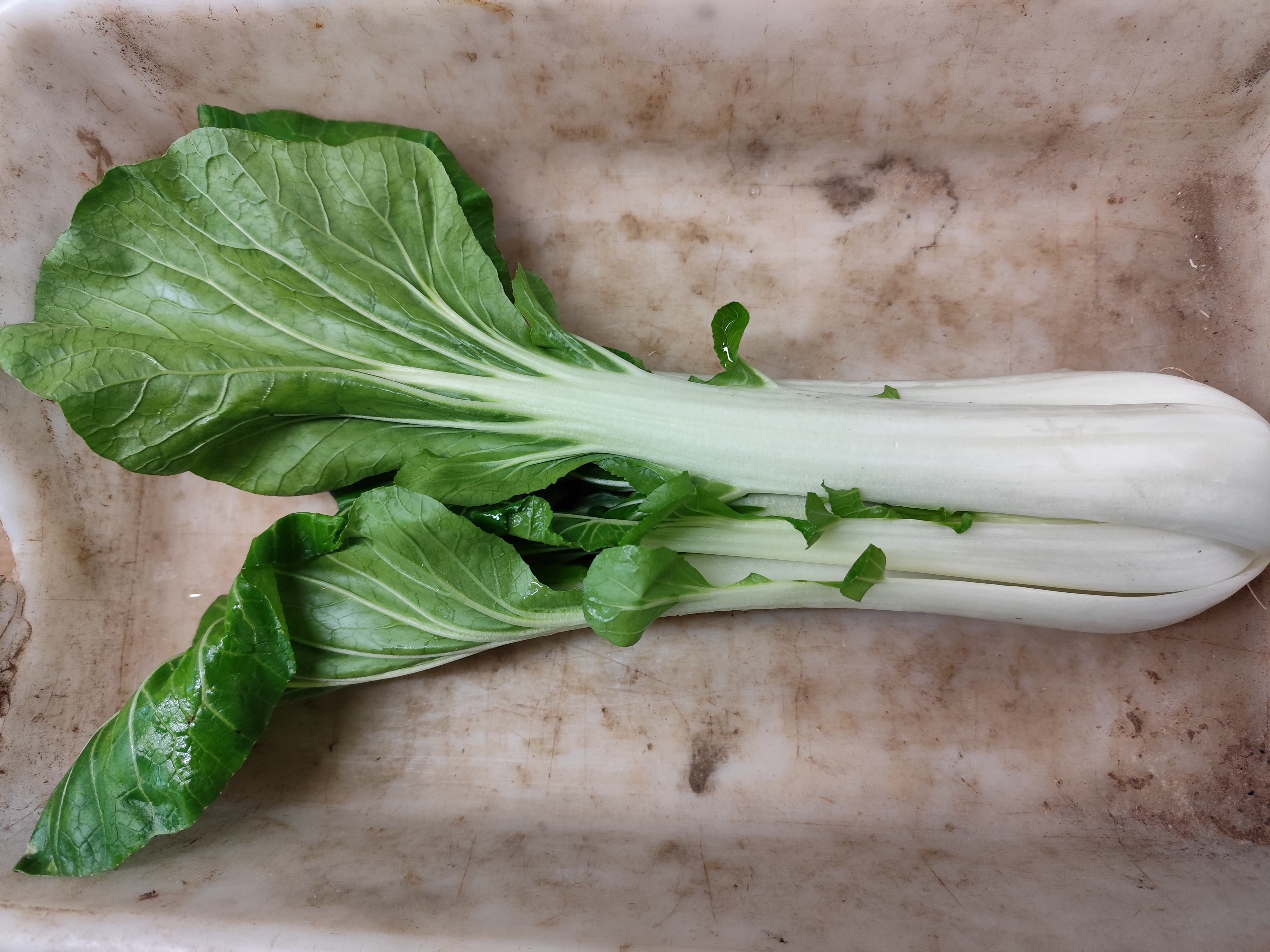 Chou Chinois Pak choï - 500g