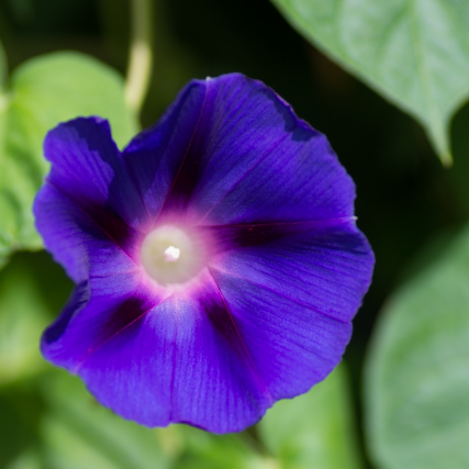 IPOMÉE VOLUBILIS Bio