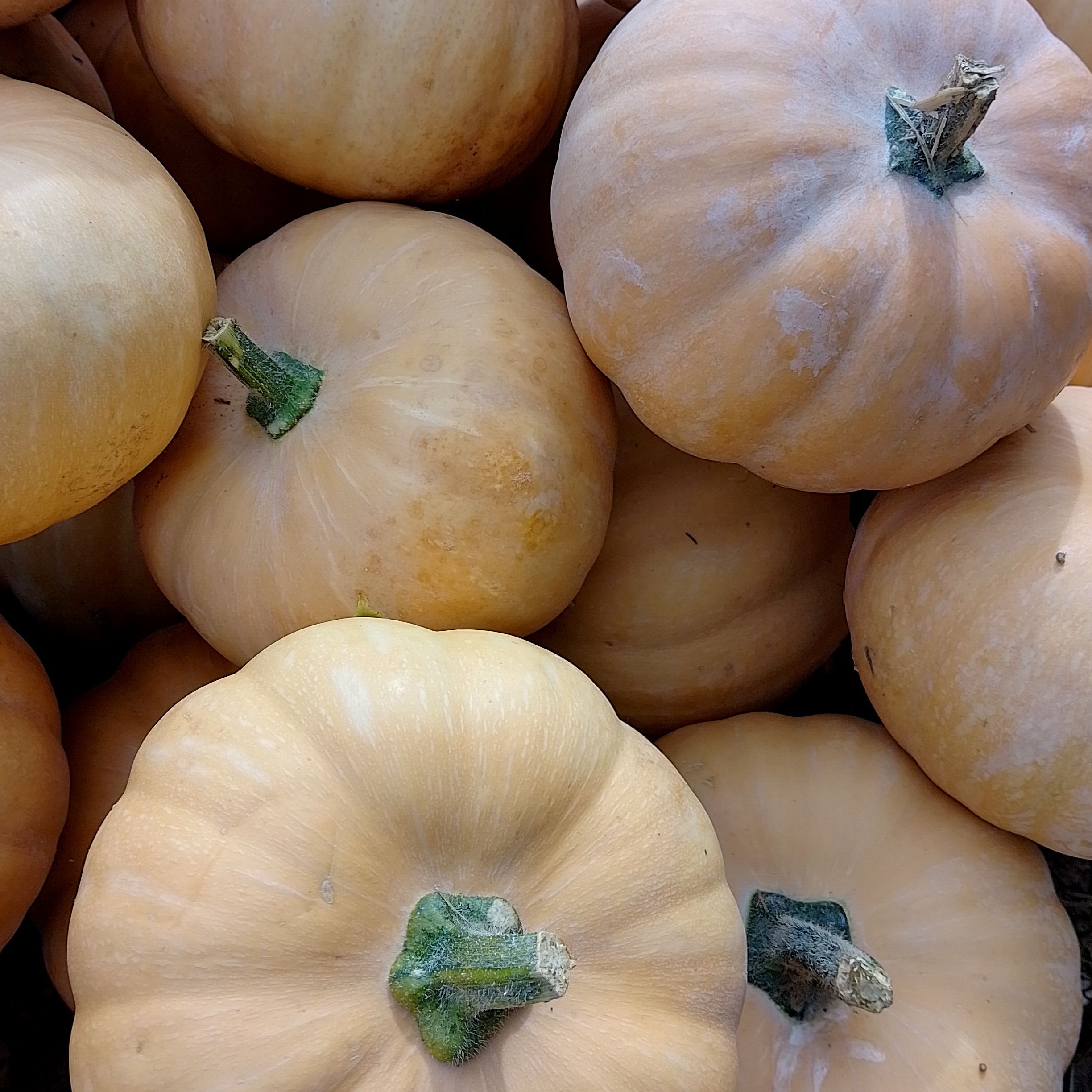 Courge musquée