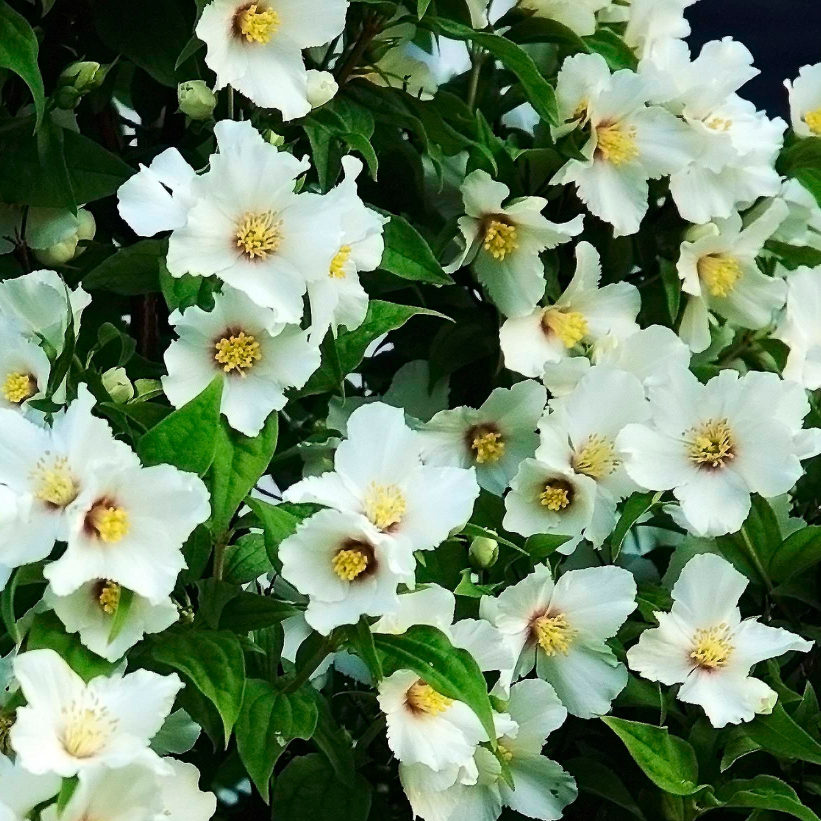 Seringat - Philadelphus purpureomaculatus "Belle Etoile"