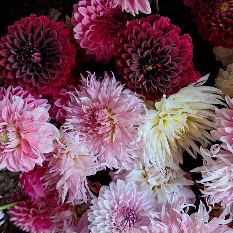 Tubercules de Dahlias – Coloris Variés - 0,15g
