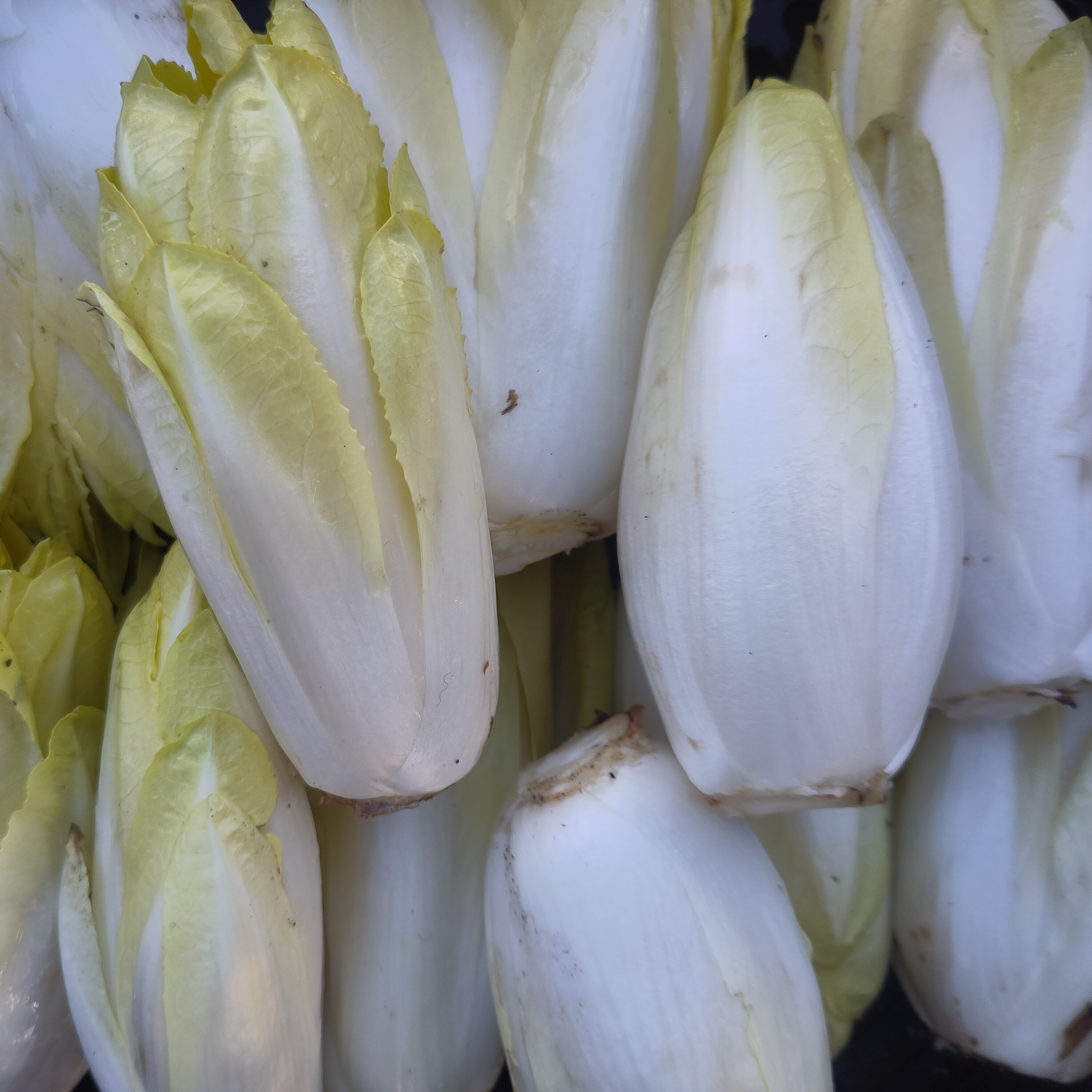 Endives