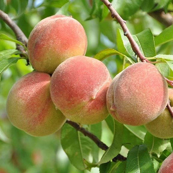 Pêcher 'Reine des Vergers' / Montclar Racines nues / 1m