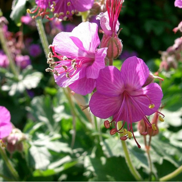 Géranium macrorrhizum en pot 10.5 cm