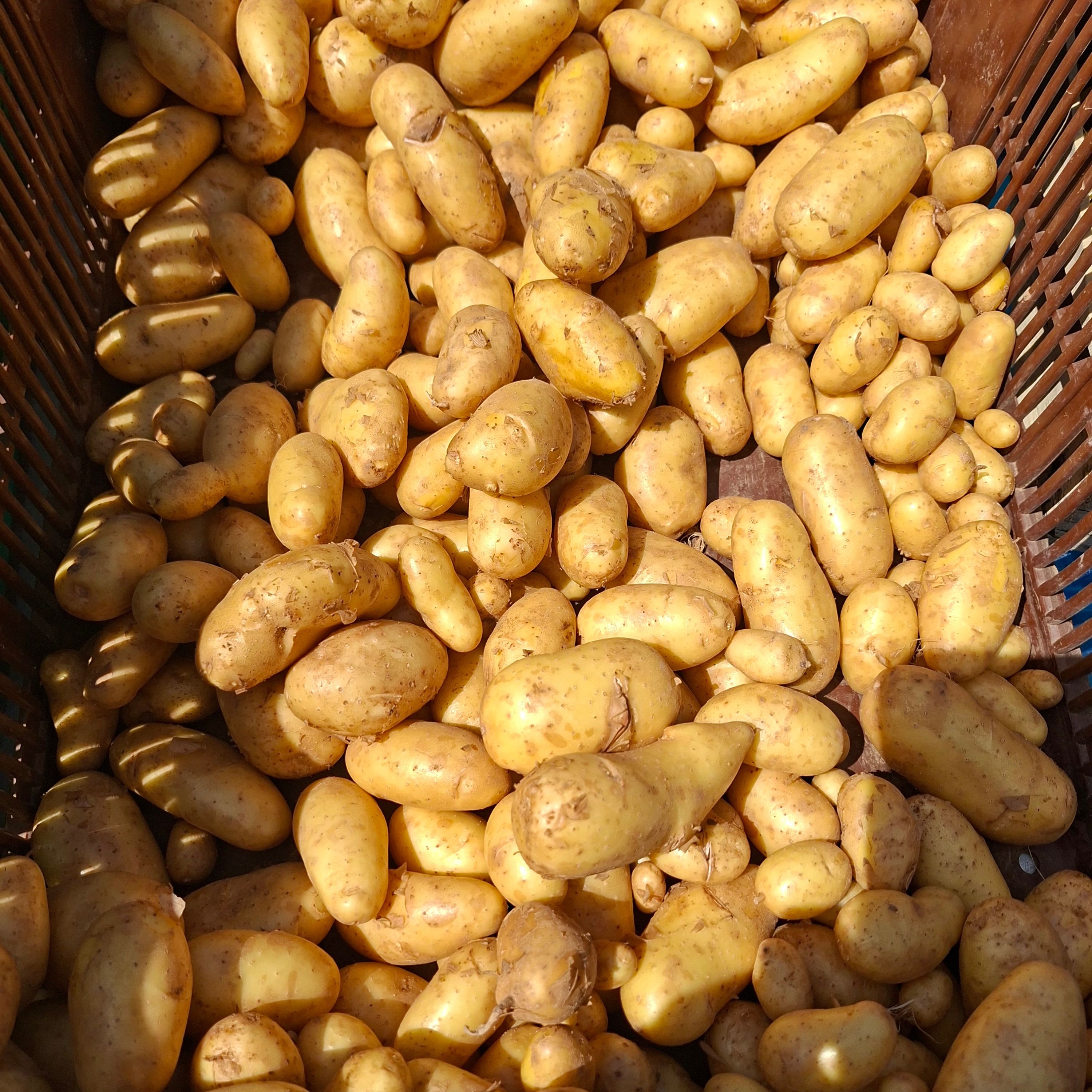 pomme de terre nouvelle BF15