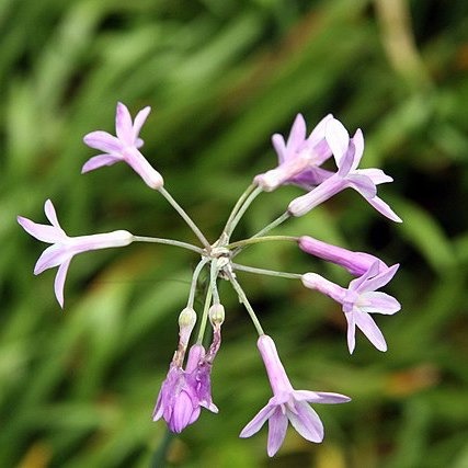 Ail Afrique du Sud Pot 3L