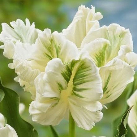 Tulipe Super Parrot