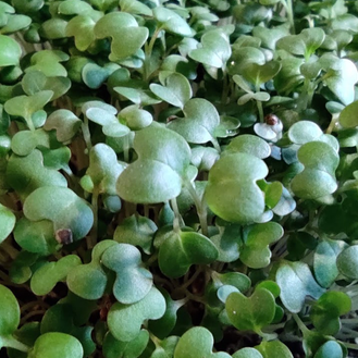 Micropousses Moutarde - 250g