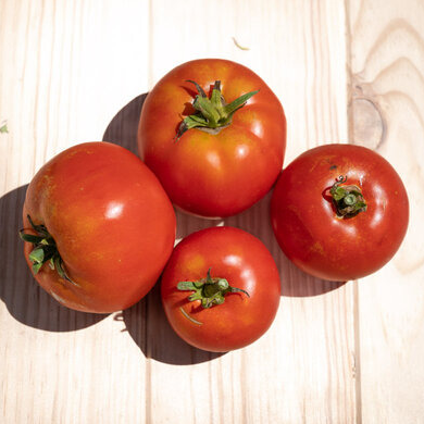 Plant de Tomate - Merveille des marchés