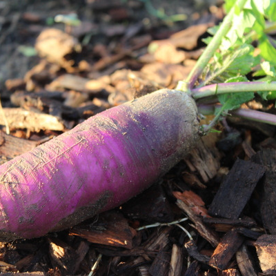 Radis d'hiver - pièce