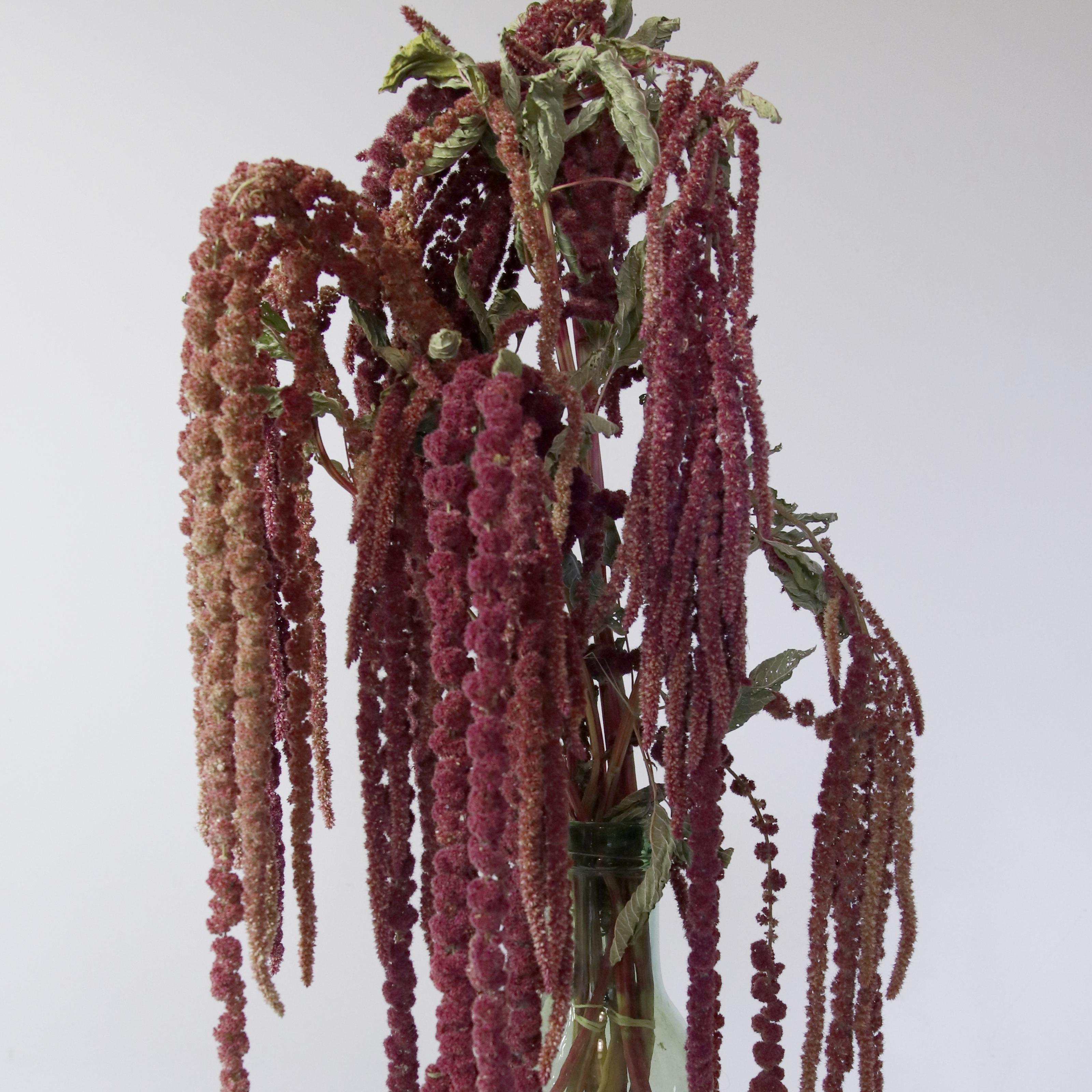 Amarante queue de renard séchée