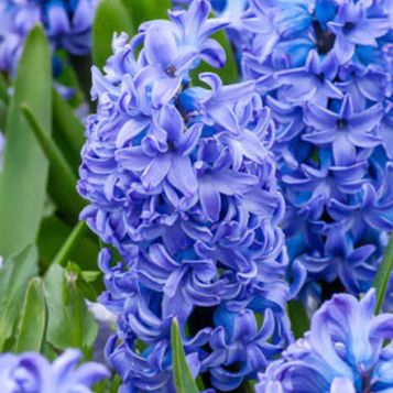 Jacinthe Delfts