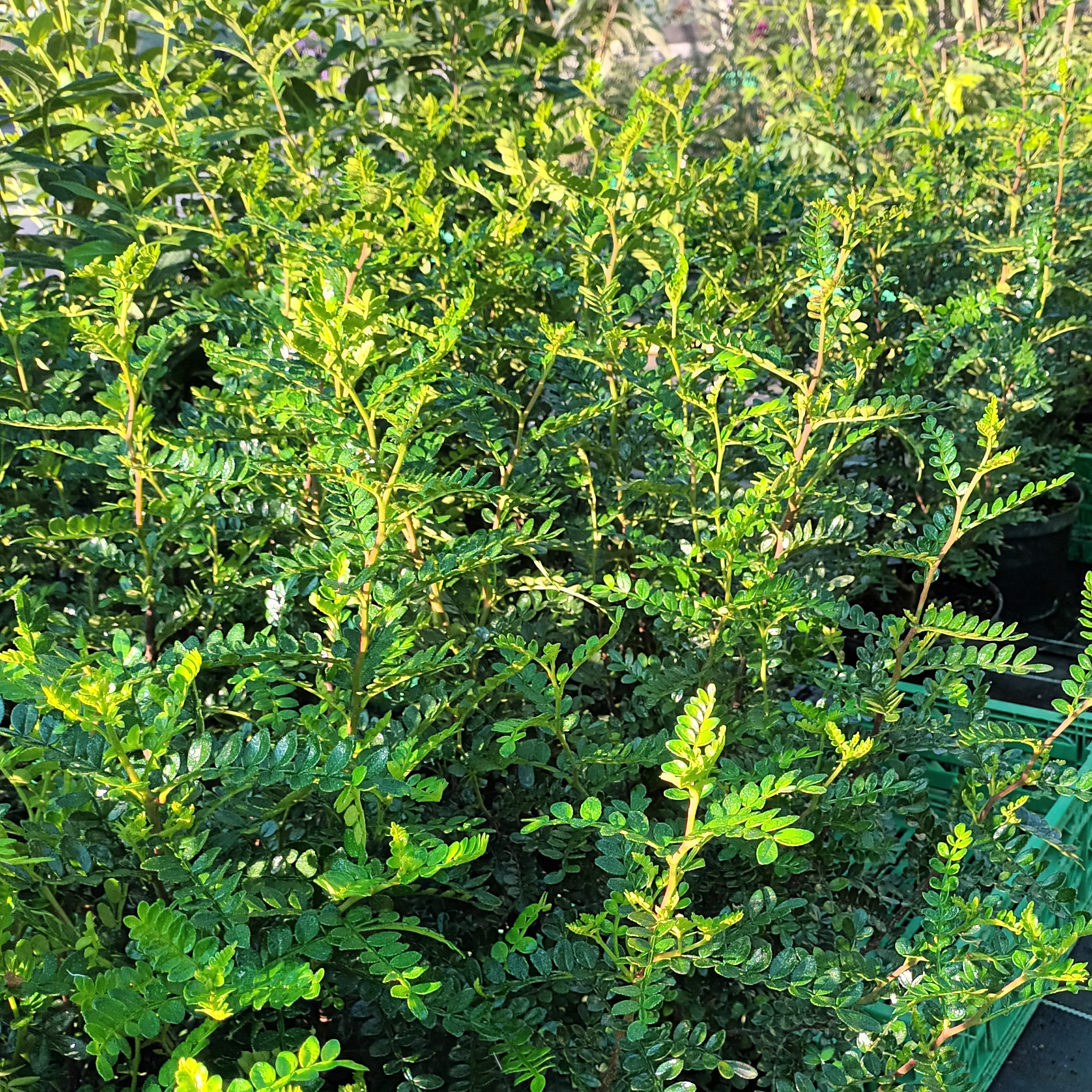 Faux poivrier de Sichuan, Zanthoxylum beecheyanum - 3l