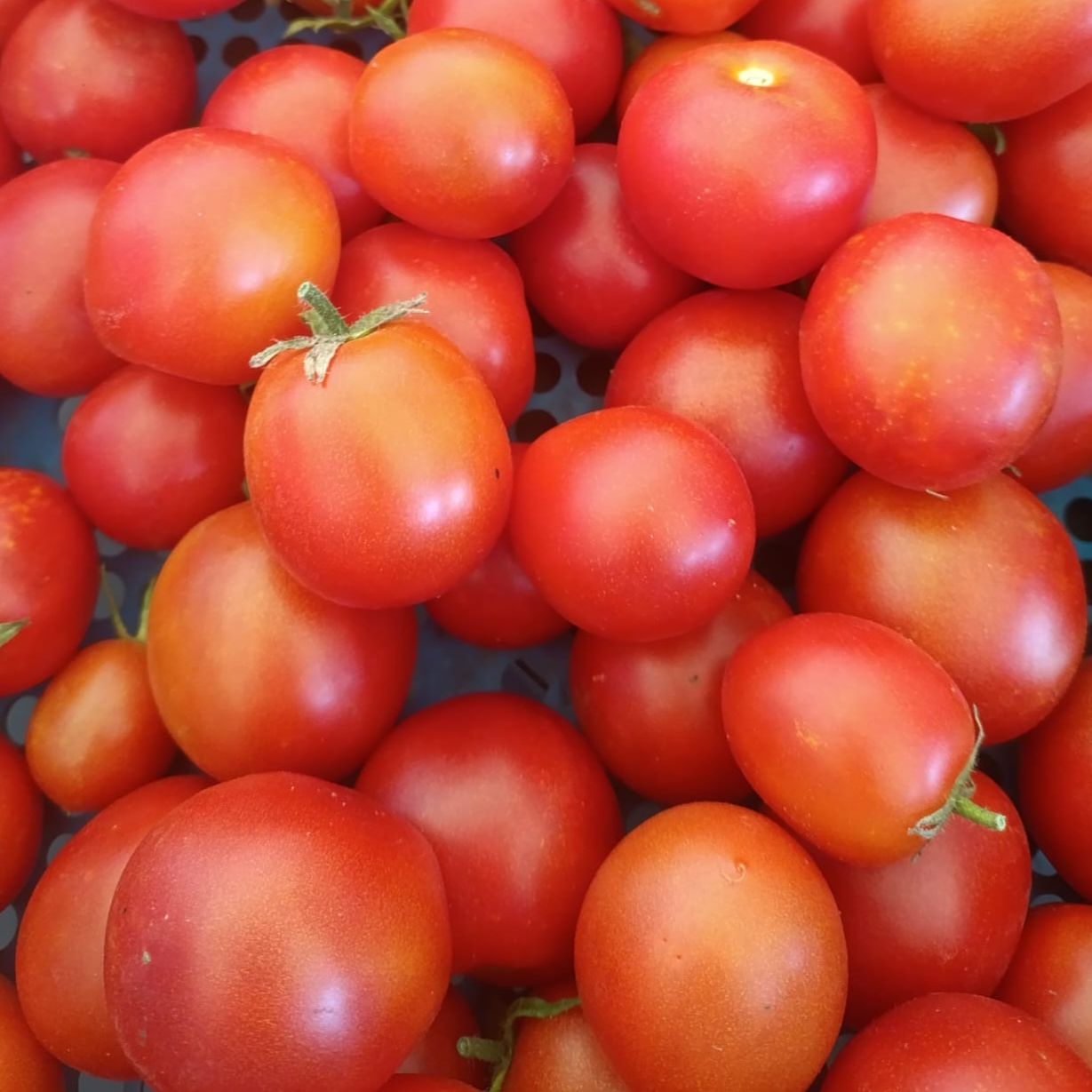 Tomates cocktail rouges - KG