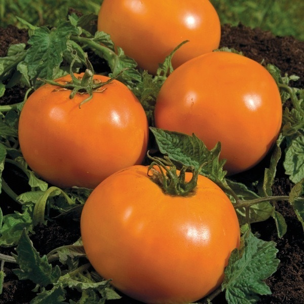 15 ORANGE BASTIL