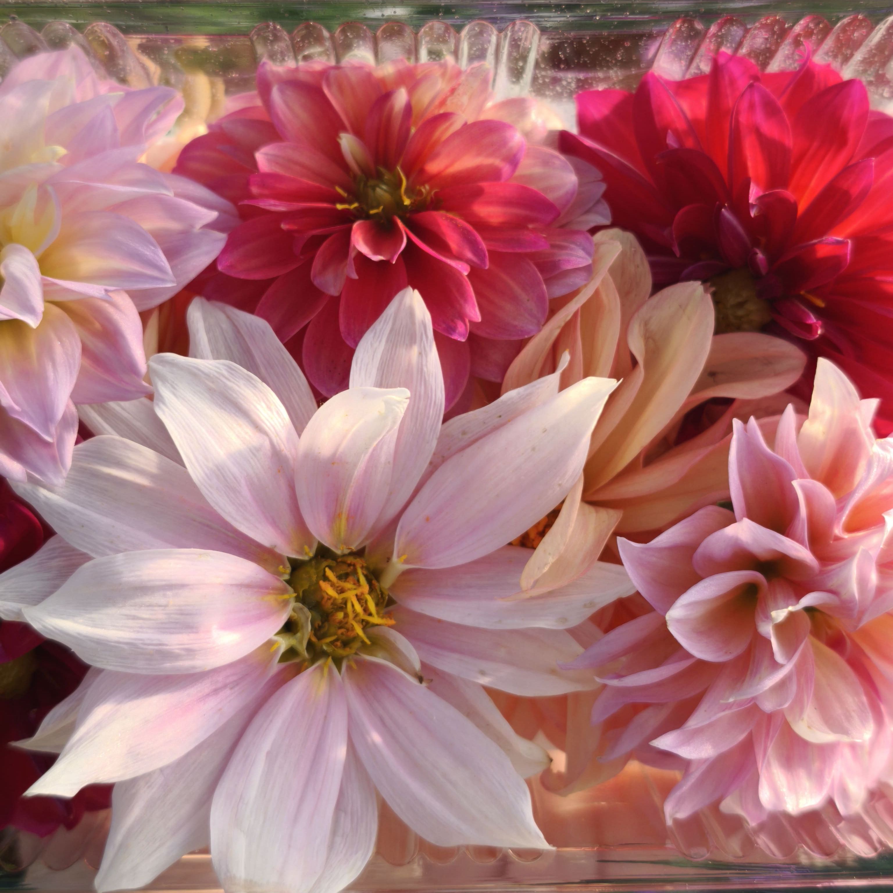 Dahlia x5-10F