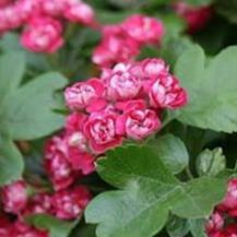 Aubépine à deux styles - Crataegus laeviagata "Paul's Scarlet"