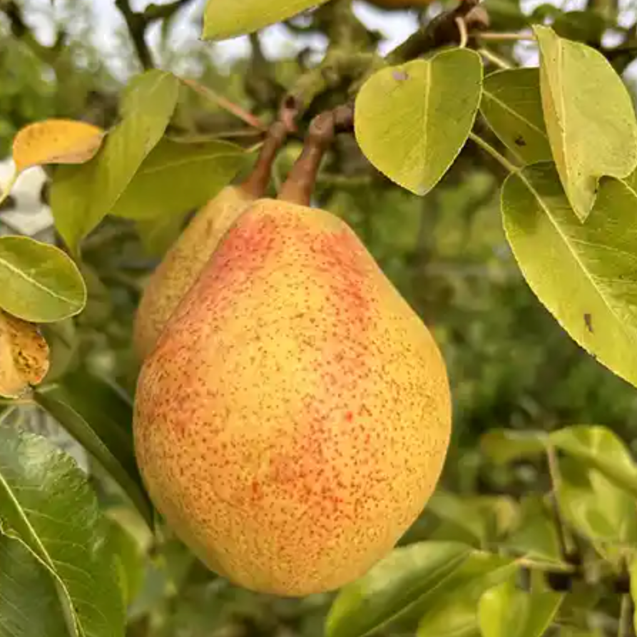 Poirier 'Clap's Favorite' / OHF87 Racines nues