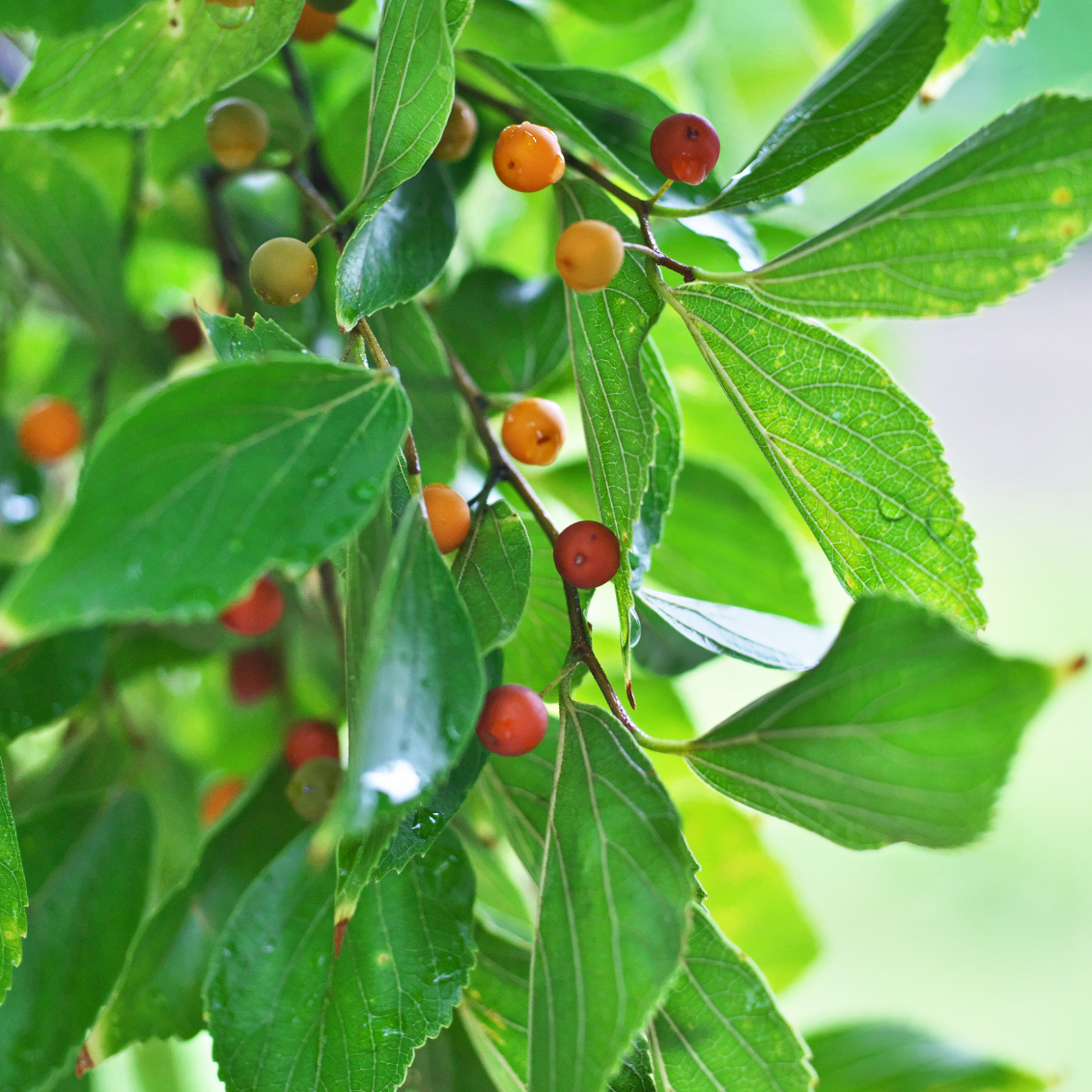 Micocoulier de provence