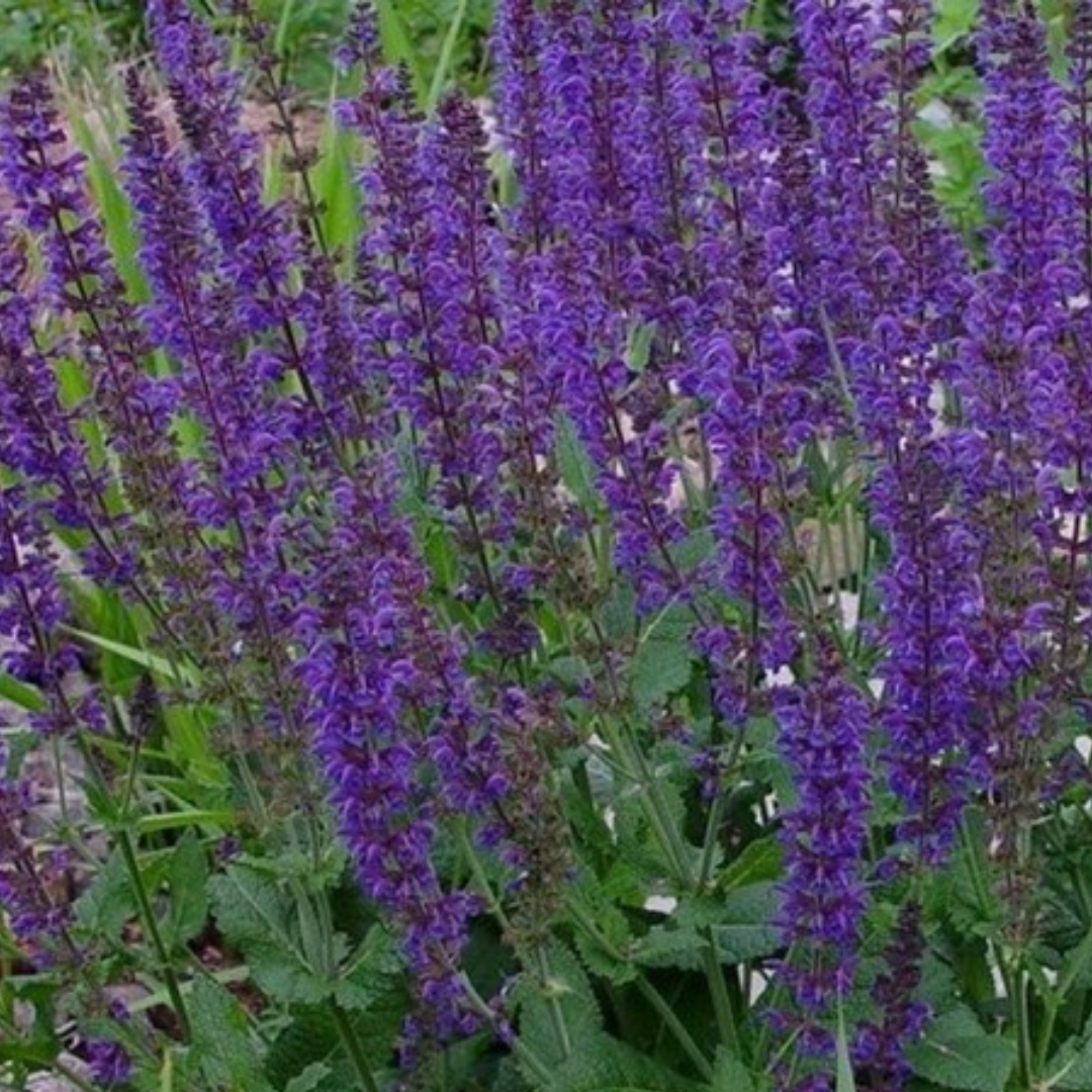 Salvia nemerosa ‘Caradonna’