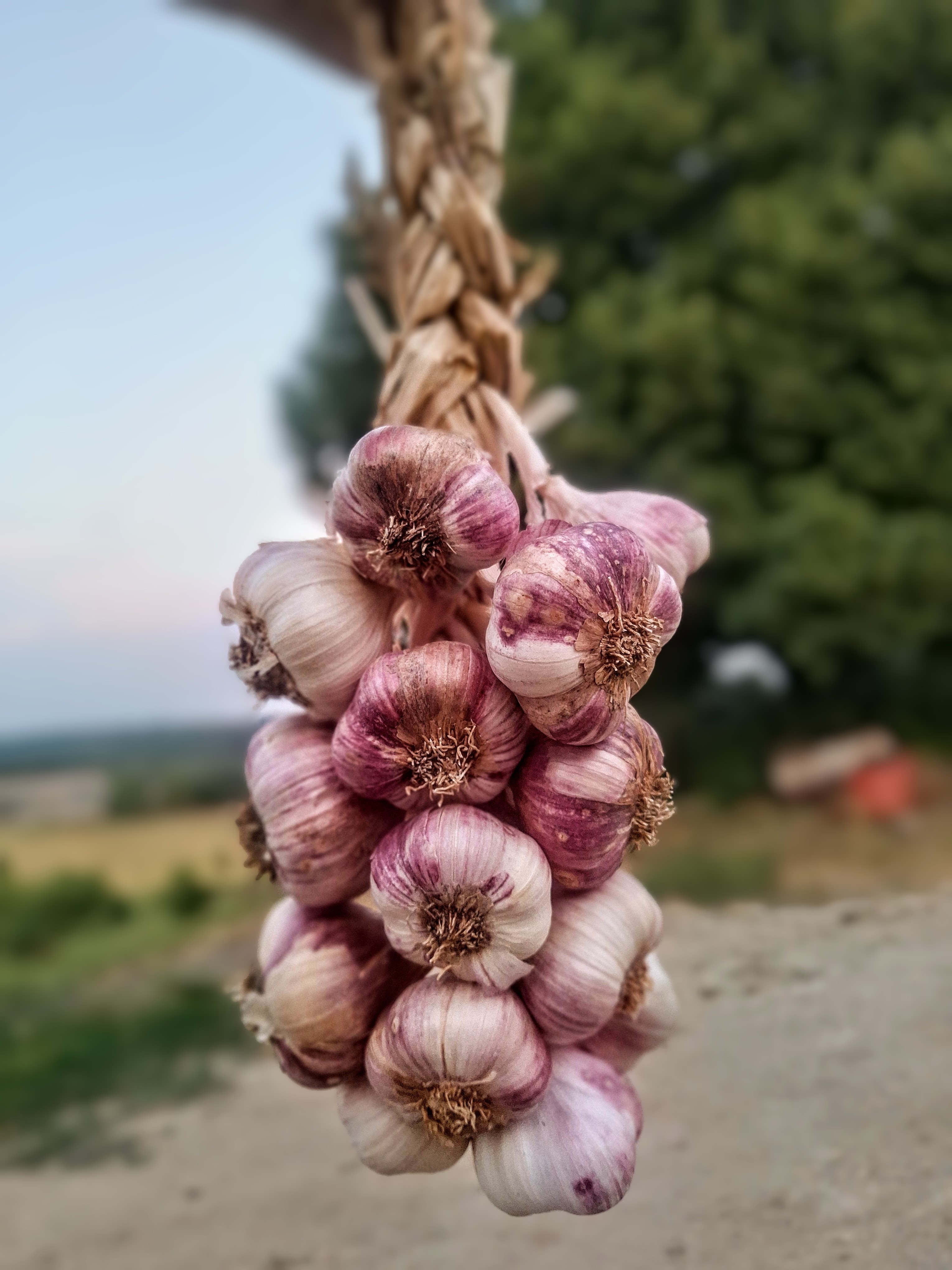 Tresse d'ail violet