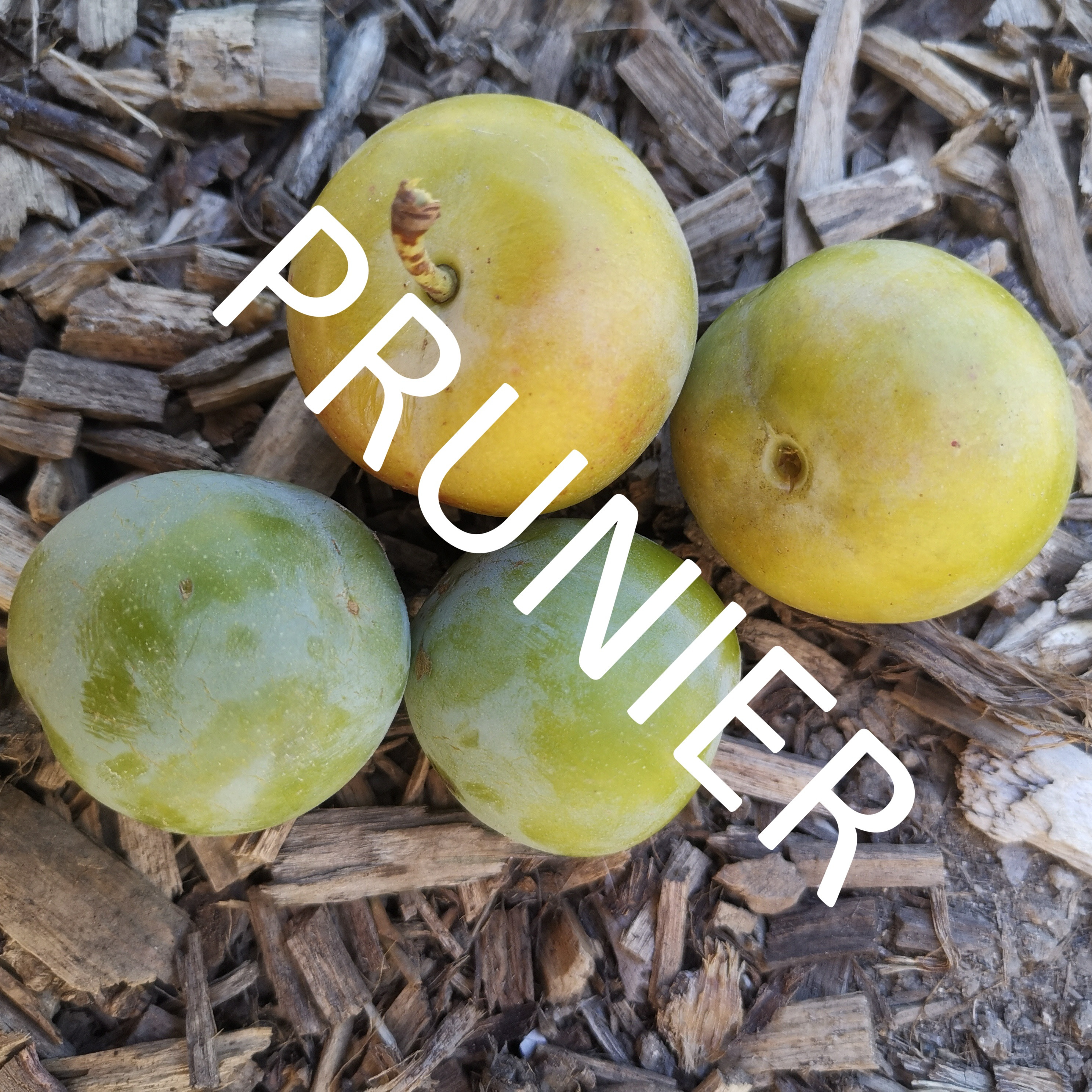 Prune Abricot - Myrobolan