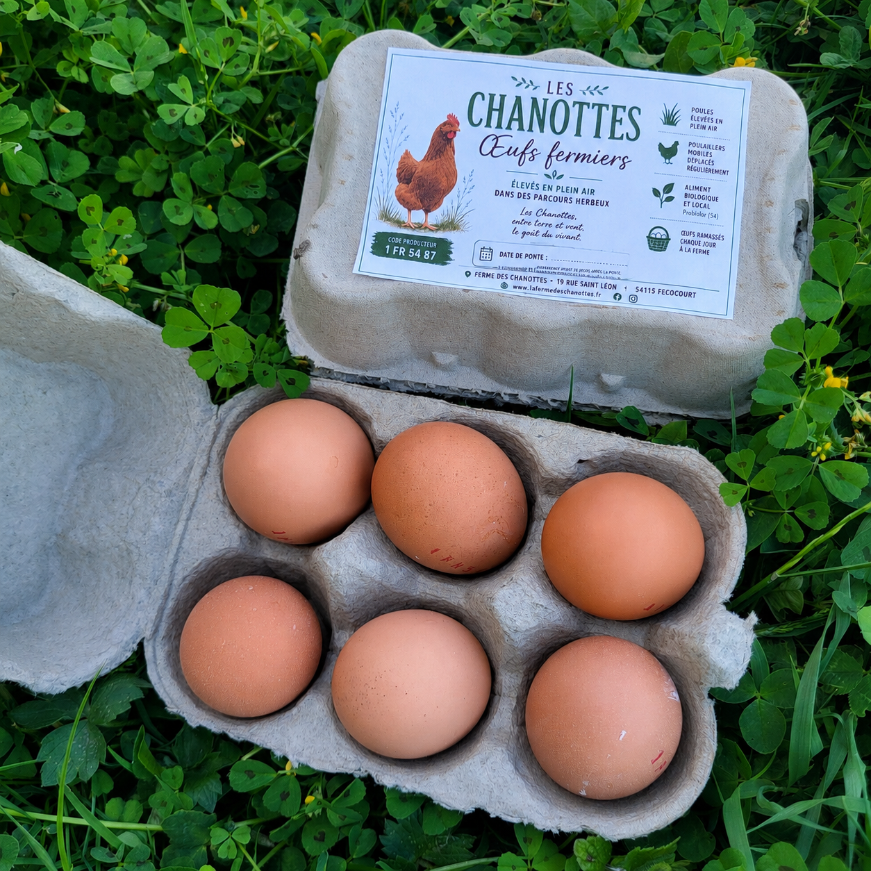 🥚 Premiers œufs des Chanottes (œufs de poulette)