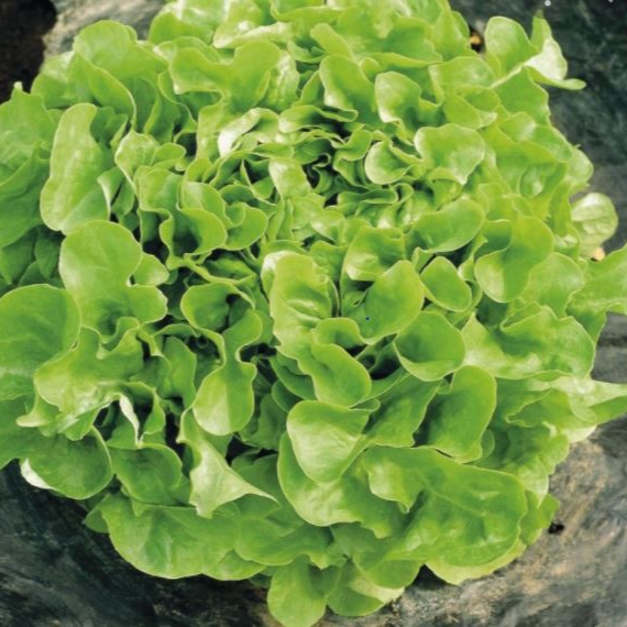 Feuille de chêne blonde Bio