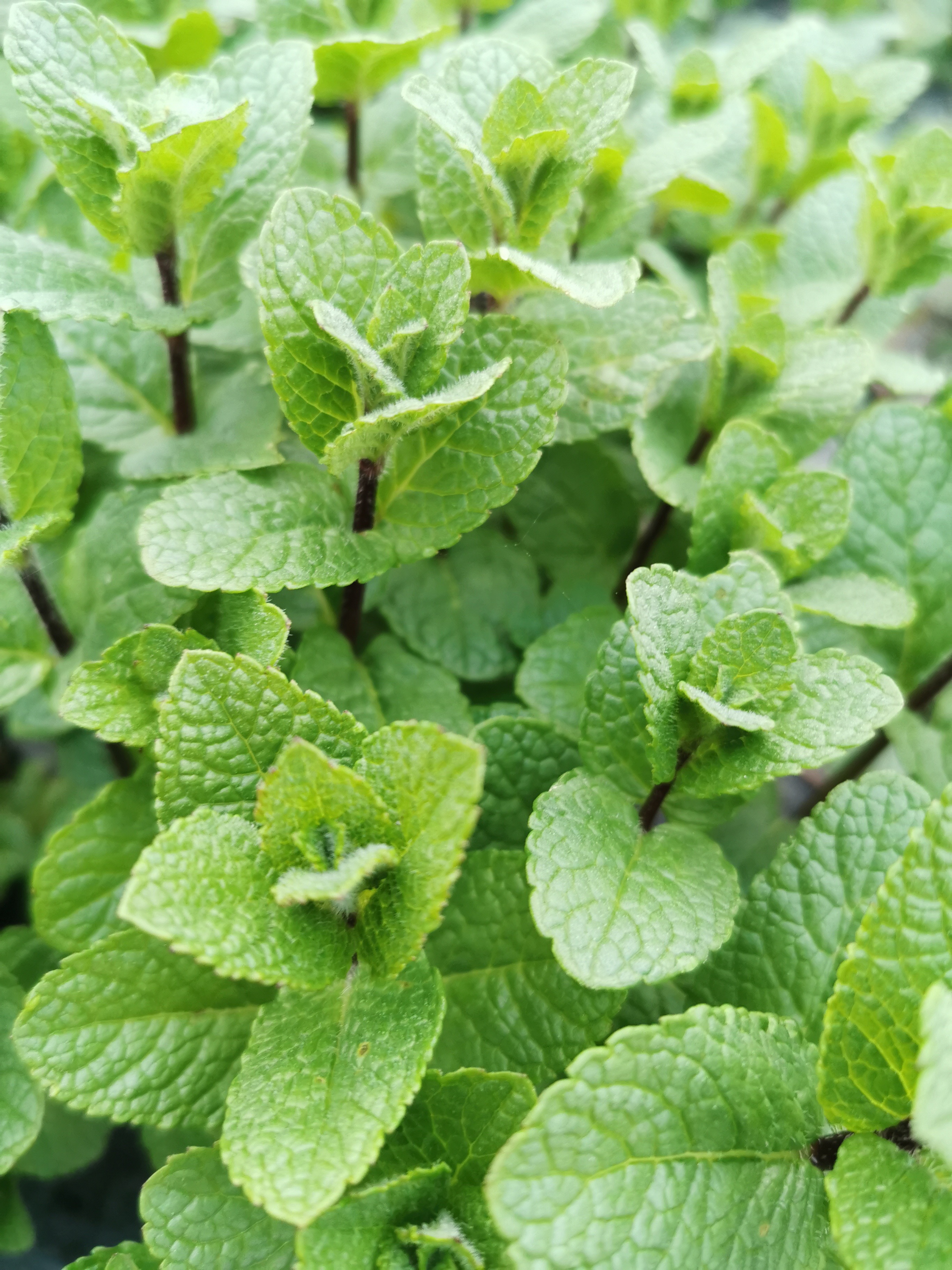 Menthe Bio - Botte - 80g