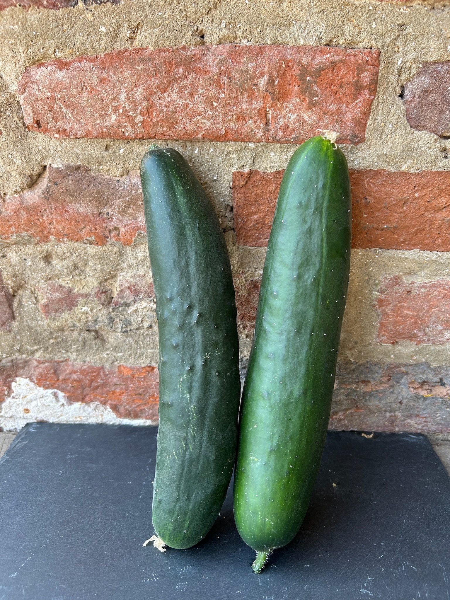 Concombre rugueux x2