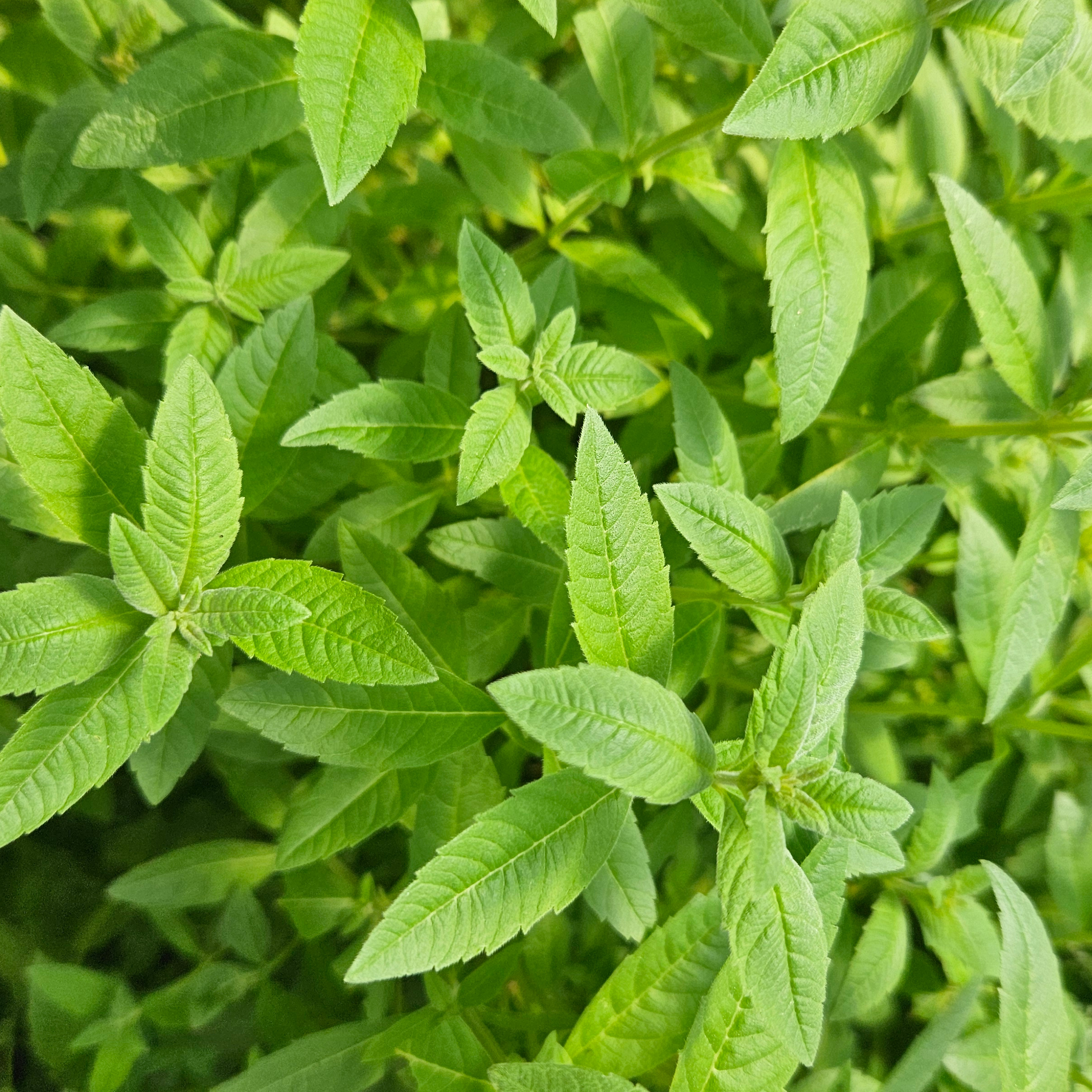 Verveine vrac