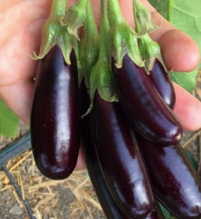 Mini aubergines