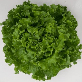 Salade batavia verte