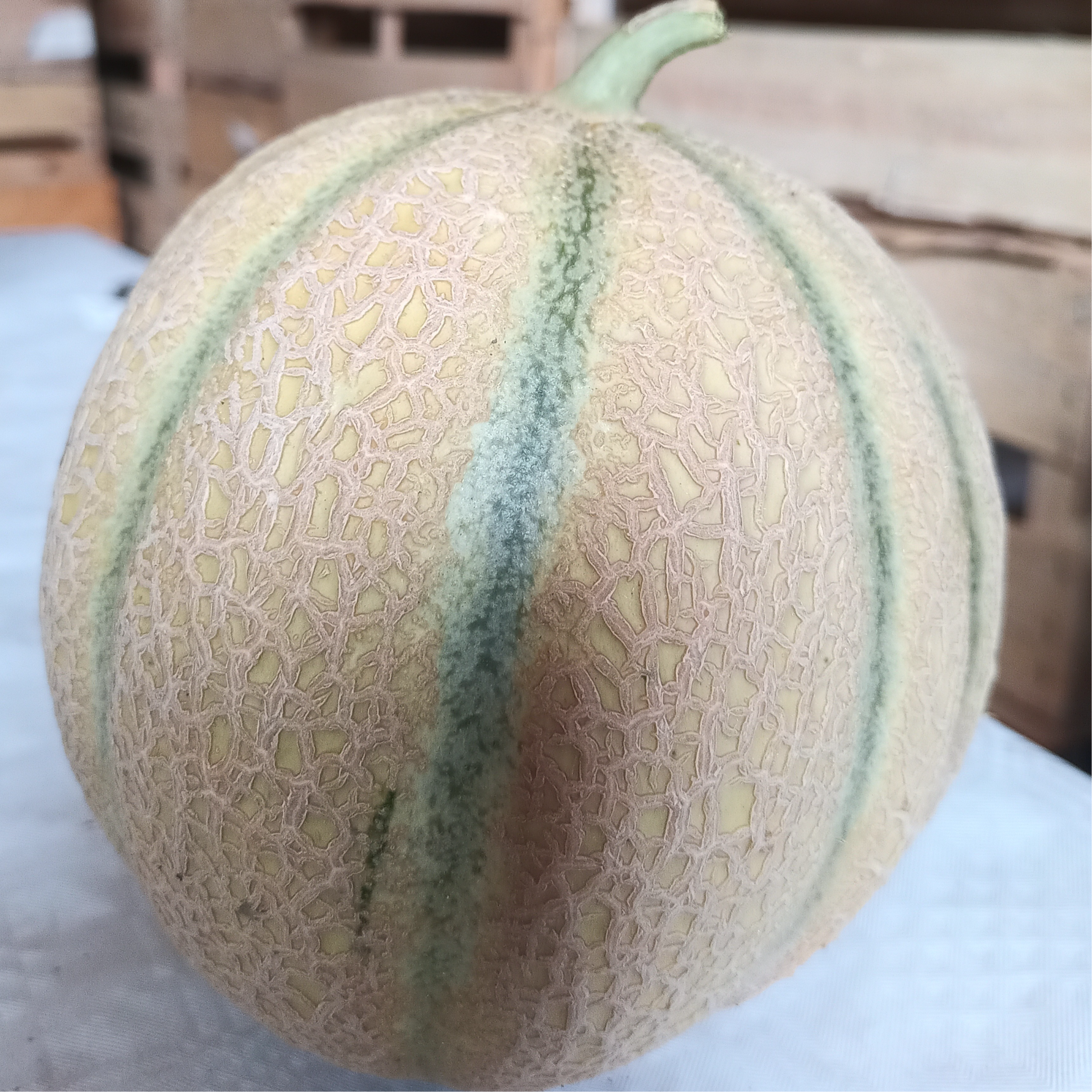 Melon bio