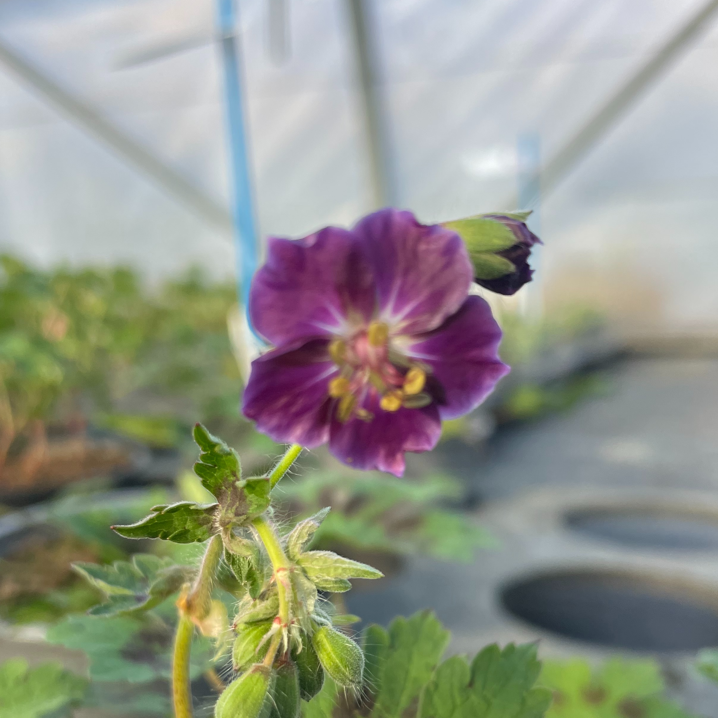 Geranium phaeum 'Samobor'