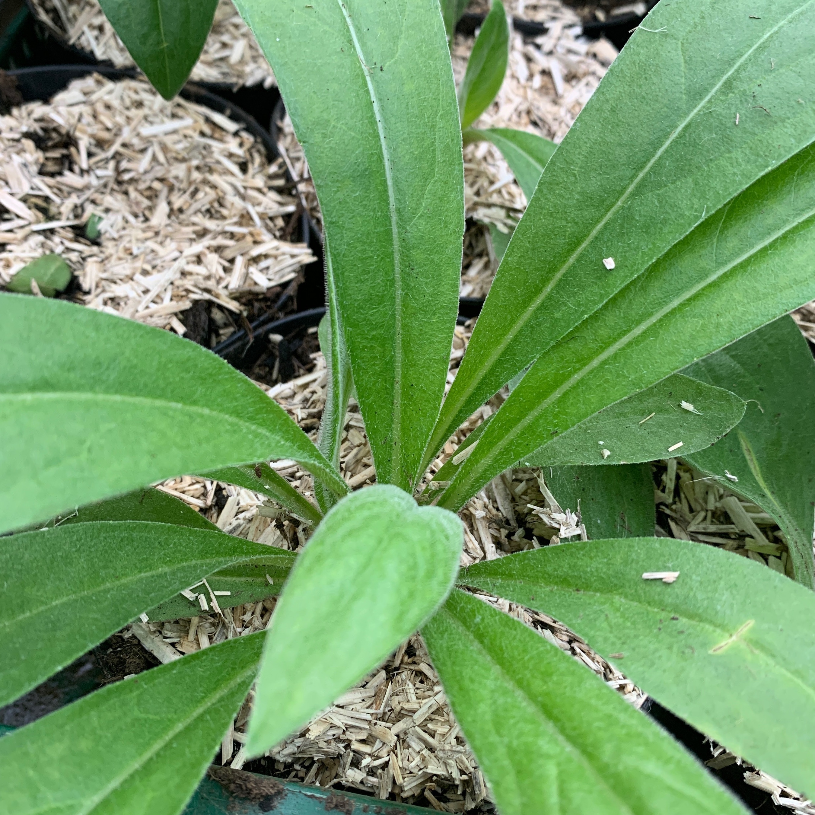 Centaurée de montagne - pot 1L