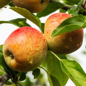 Belle de Pontoise - Très vigoureux