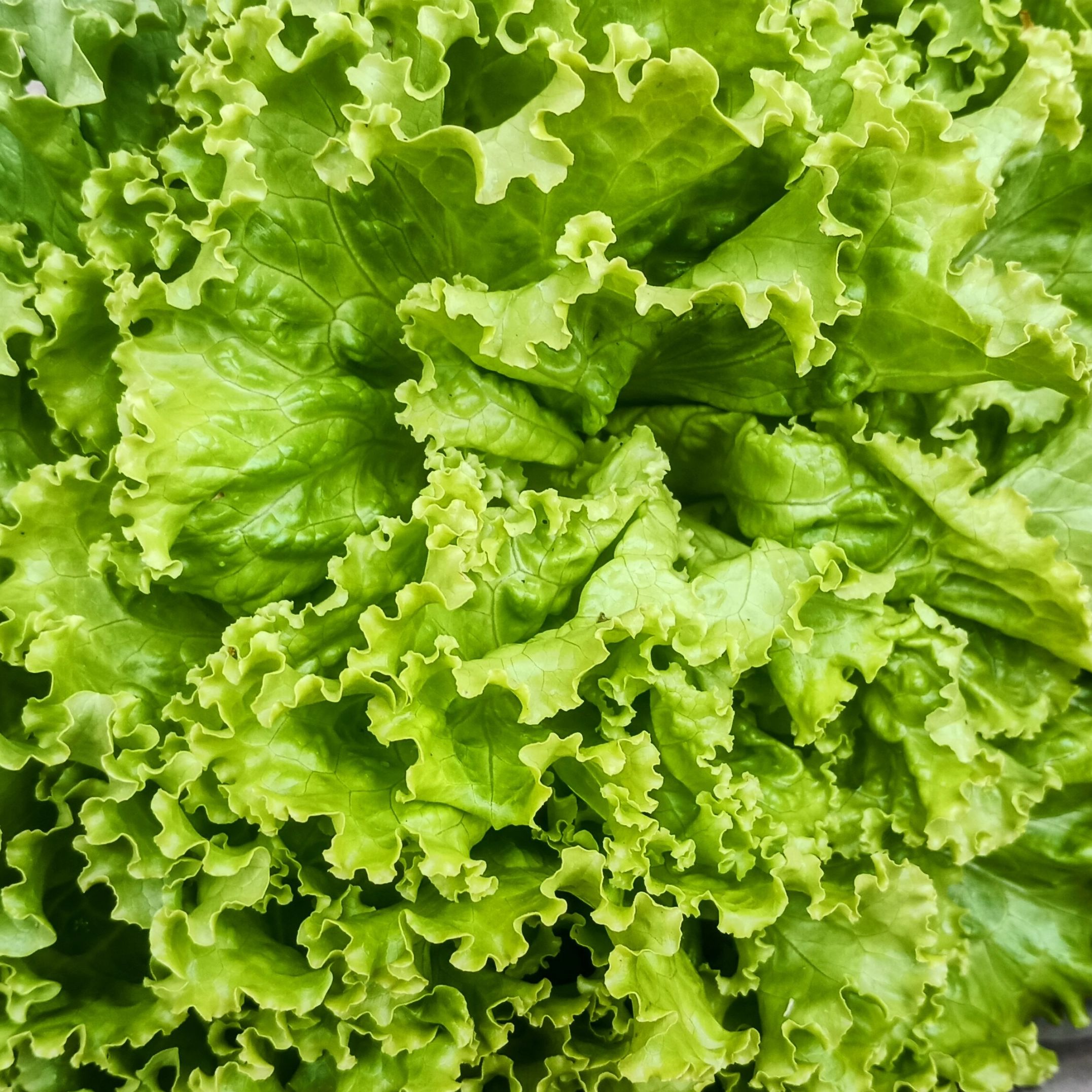 Salade Batavia