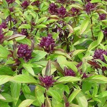 Bouquet de basilic thaï